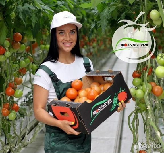 Вахта15/15 - Овощевод в Агрокомплекс Москвы