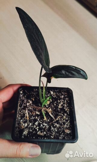 Сингониум Эритрофиллум