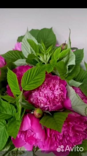 Колеусы, Ландыши рассада