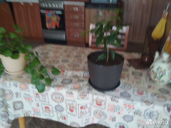 Фикус бенджамина