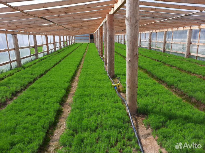 Сеянцы сосны окс, сеянцы соны, сосна