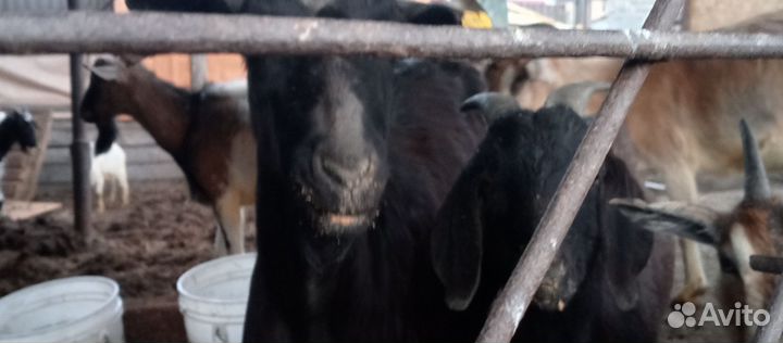 Молочные козы