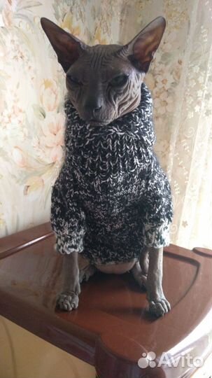 Одежда для сфинкса