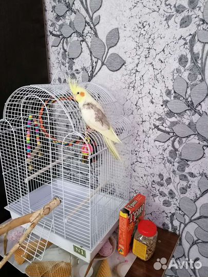 Попугай корелла с клеткой