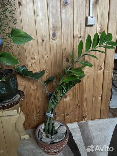 Замиокулькас