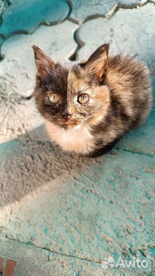 Котенок в добрые руки