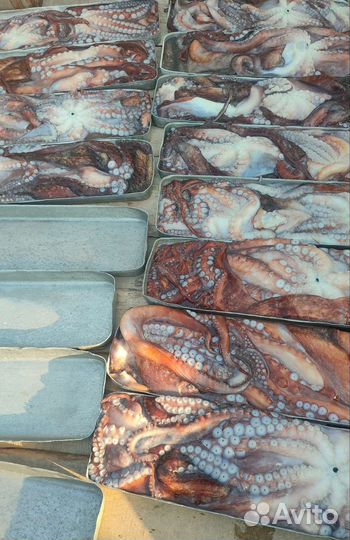 Продам осьминога