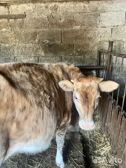 Продается телочка