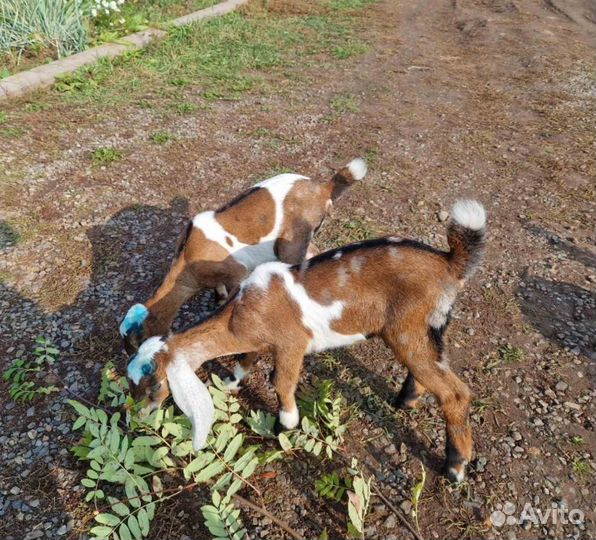 Козочка и козлик чп англонубийцы