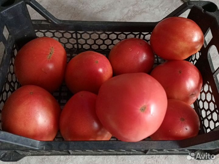 Помидоры домашние