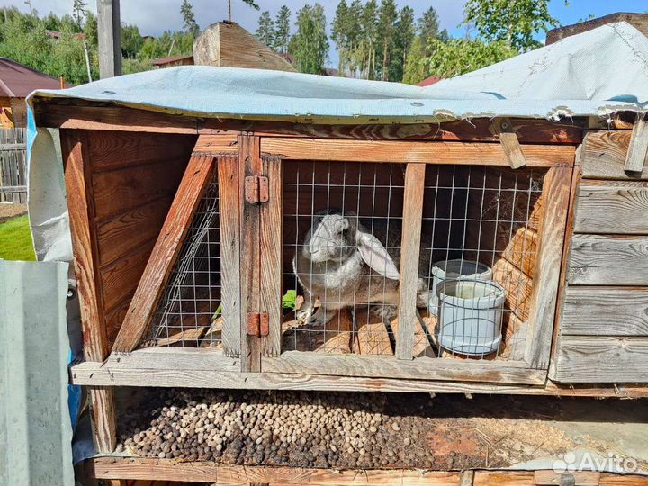 Кролики с клетками