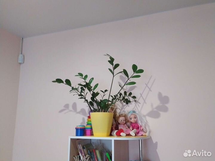 Замиокулькас растение комнатное