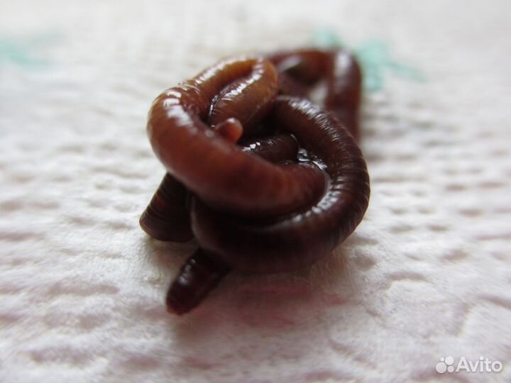 Черви старатель