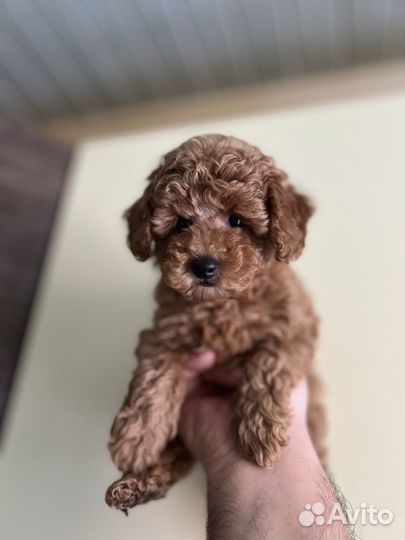 Девочка maltipoo mini