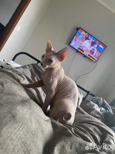 Кот на вязку канадский сфинкс