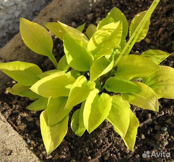 Набор из хост