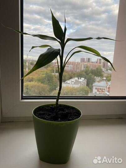 Драцена Сандера (бамбук счастья)