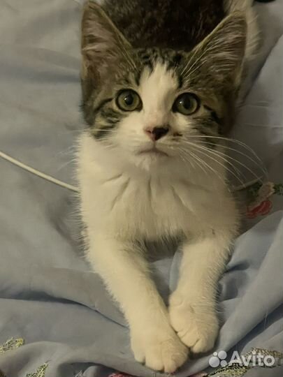 Котенок