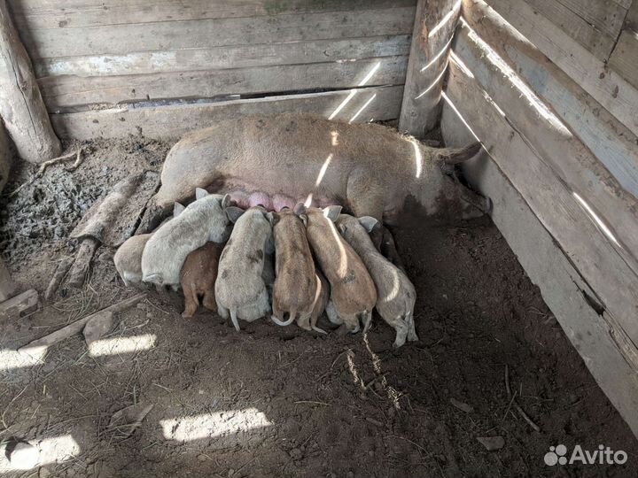 Поросята Венгерская мангалица