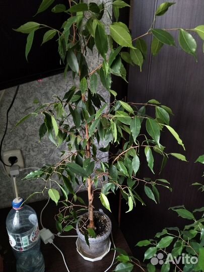 Фикусы крупномеры