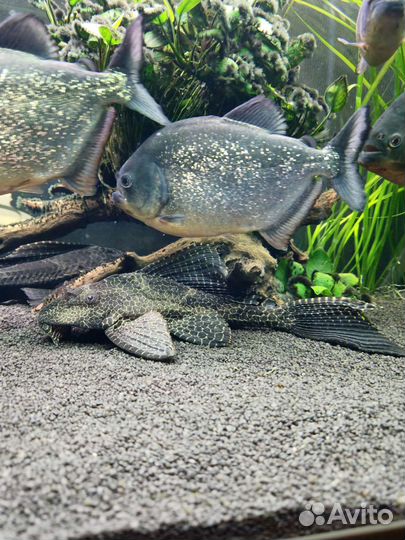 Сомы парчовый птеригоплихт 30 см