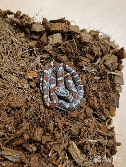 Маисовый полоз