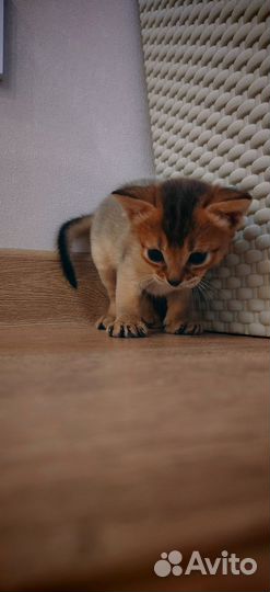 Абиссинские котята