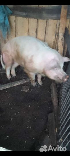 Продам хряка на племя