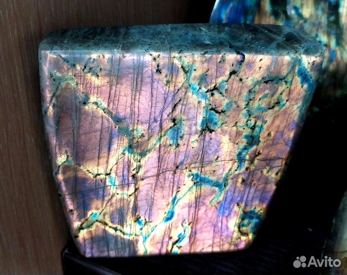 Лабрадор розовый