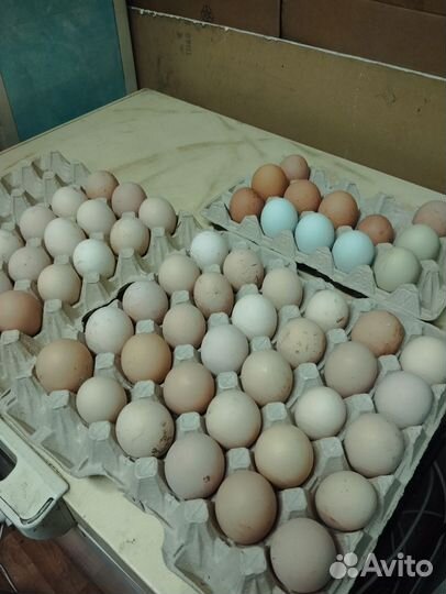 Инкубационное яйцо