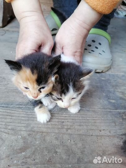 Котята в добрые руки бесплатно