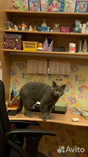 Передержка животных