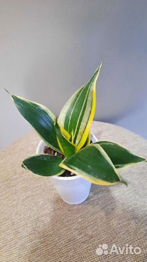 Сортовые сансевьерии