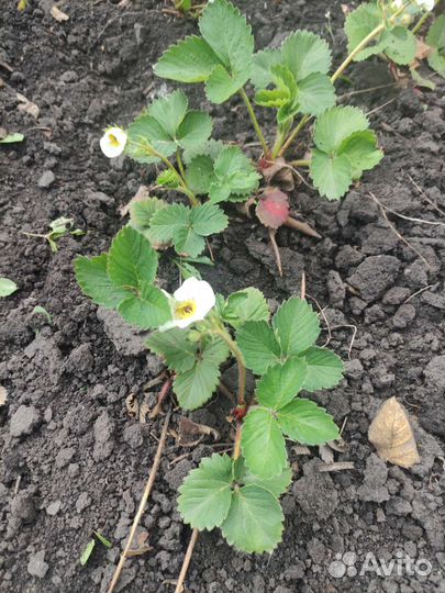 Рассада клубники купчиха