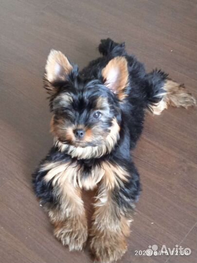 Йоркширский терьер щенки