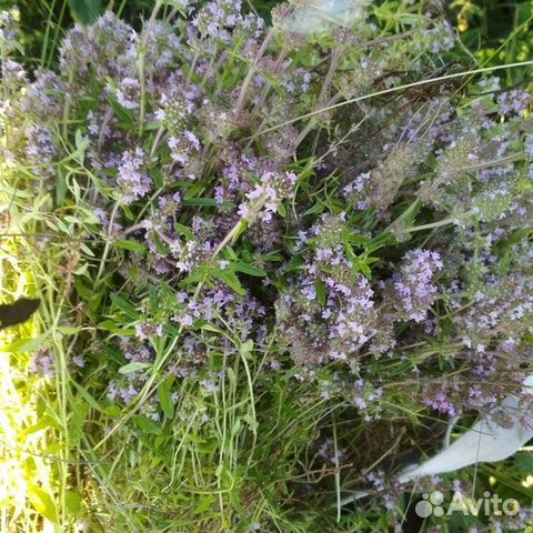 Лечебные травы (чабрец, Иван чай,клевер)