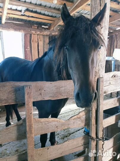 Лошадь кобыла