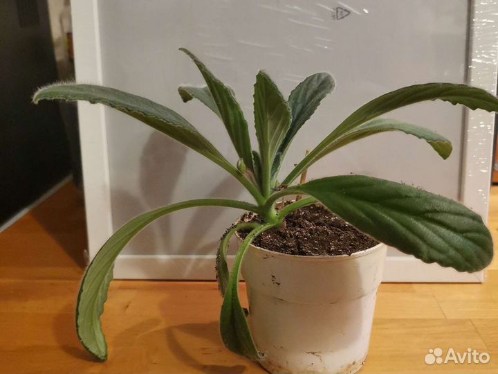 Хирита (примулина) сорта Kazu