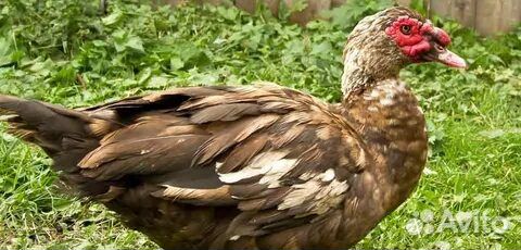 Селезни индоуток