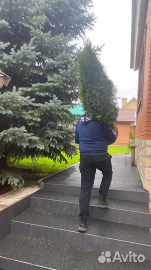 Туя смарагд