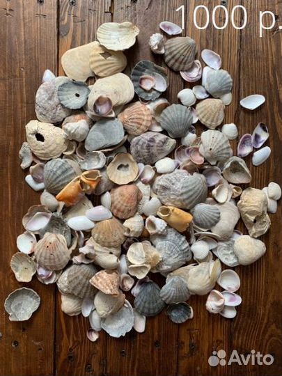 Ракушки для аквариума