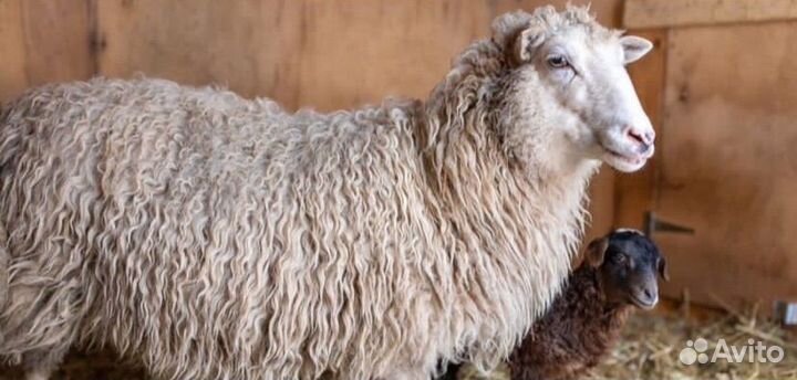 Стадо баранов