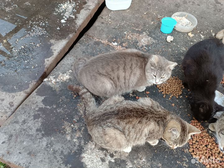 Котики и кошки в дар