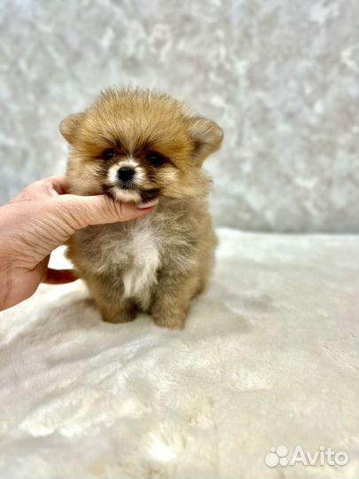 Крохотный мальчик шпиц