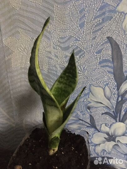 Сансевиерия