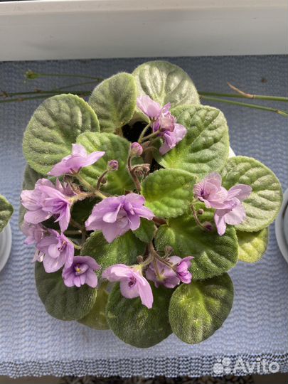 Фиалки молодые, цветущие