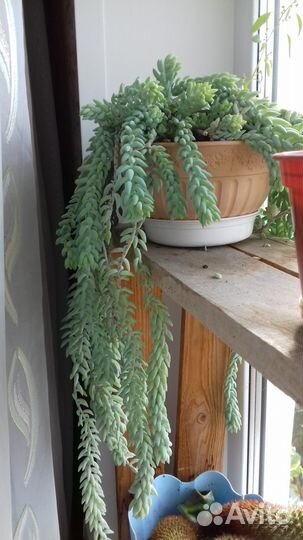 Комнатное растение суккулент Очиток Моргана