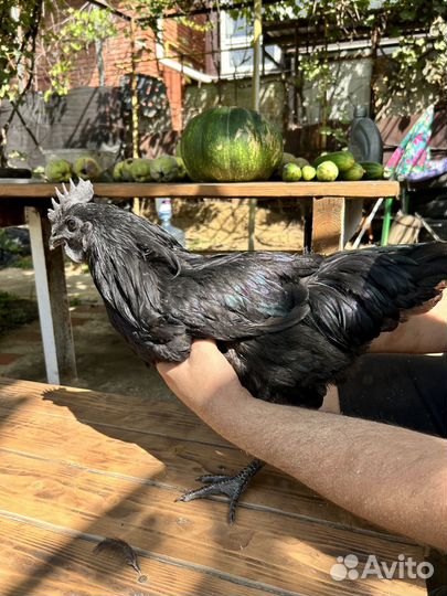 Петух ухейилюй