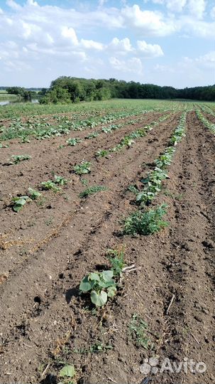 Сдам в аренду землю сельхоз назначения