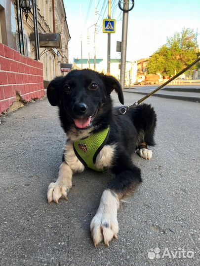 Щенок мальчик в добрые руки